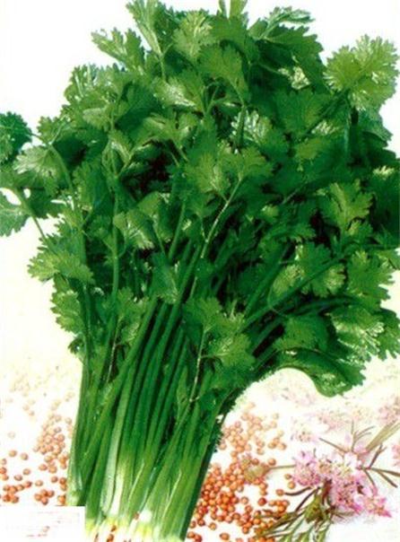 大叶香菜如何进行科学种植和管理，以提高产量和品质