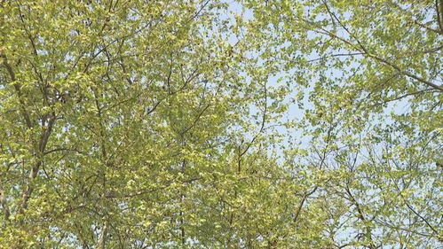 杨树毛絮通常在春季结束，具体时间受气候影响