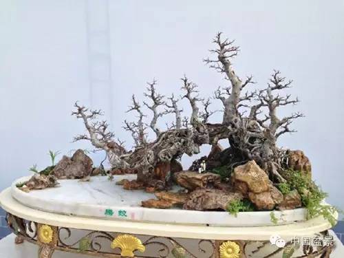 盆景的深层价值， 不仅仅是好堪