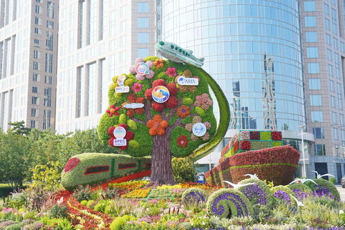 南宁城中村的花坛里 虎刺梅真是省钱又美观