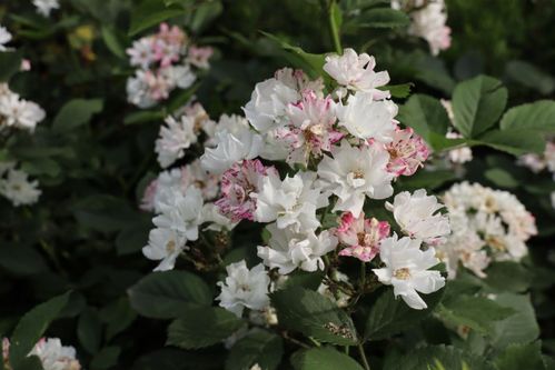 采光与通风，蔷薇的生存之道