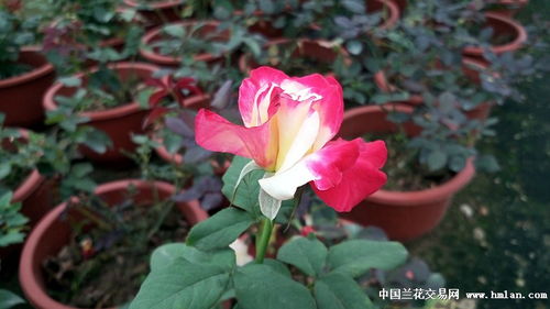并蹄莲：一年绽放多季，叶茂花繁，养眼神器！