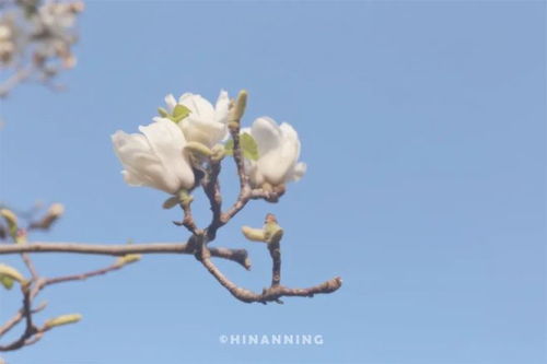 庭院之花：玉兰三姐妹简介