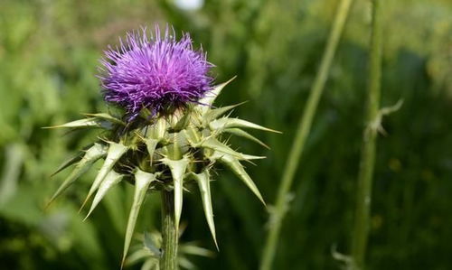 如何确保撒下的花种永远不会发芽？揭秘神秘种子保鲜术