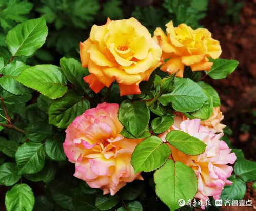 万亩月季花基地直销