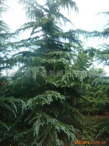 雪松养护入门：如何让它绿意盎然