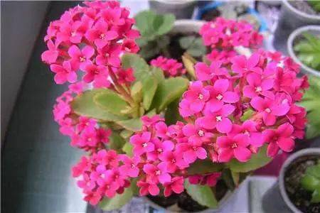 长寿花的其他寓意