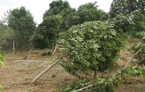 中国山竹哪里种植最多？图片中哪个地区产量高？