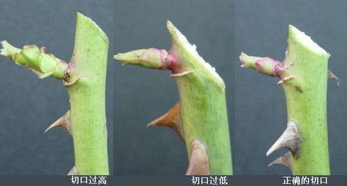 修剪技术， 不可忽视