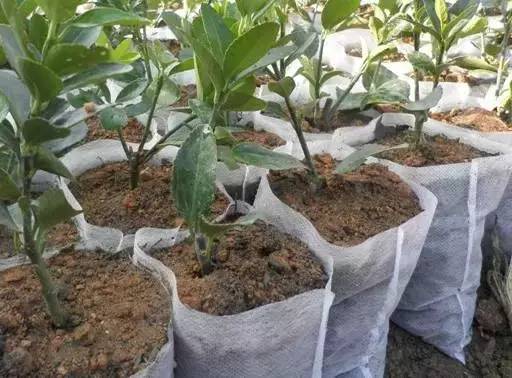 育苗容器的分类：有壁和无壁