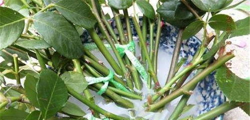 开春养花， 生根水是关键