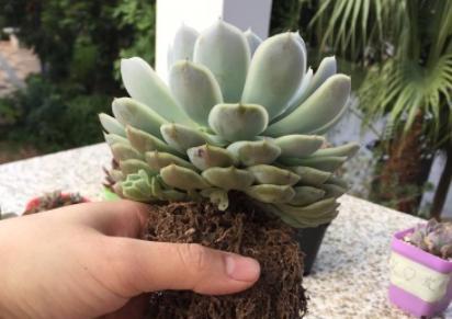 法师换盆时如何正确操作才能让植物焕发新生