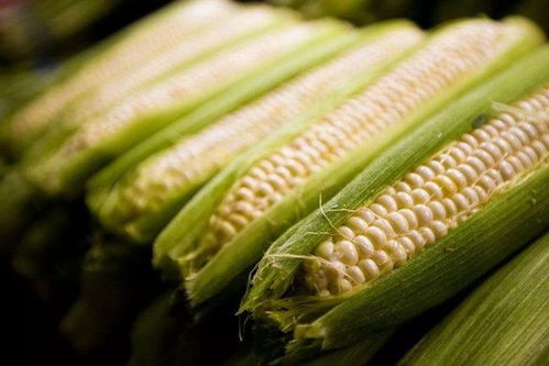 哪些因素会影响饲料玉米的饲用价值值得关注？