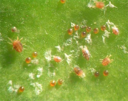 以虫治虫、以菌治虫、以鸟治虫