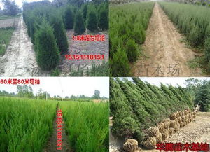 塔柏的养护与生长