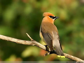 水果篇：鸟儿的甜蜜选择