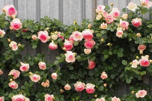 比利时月季品种大揭秘