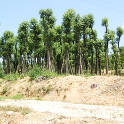 樟树种植技巧：如何养护一棵樟树
