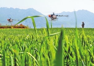 无人机夜间灭虫，平安又高效