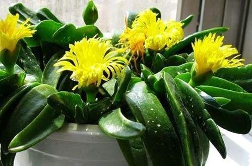 新手易踩的雷区