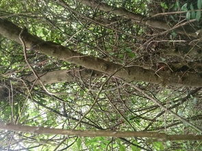 树木的拼音是shù mù。