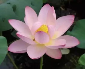 玉兰花：坚韧不拔， 奋发向前