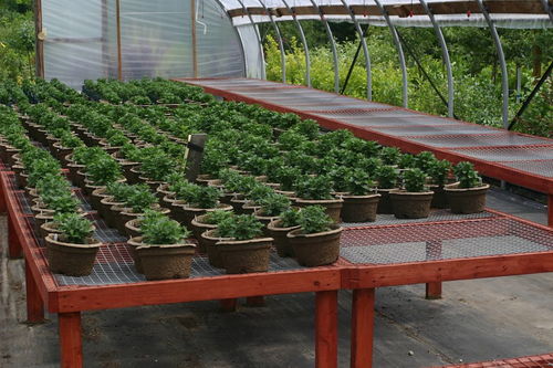 湖北多肉大棚分布揭秘