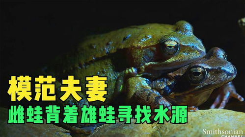 青蛙通过雄蛙鸣叫吸引雌蛙，交配后产卵繁殖后代