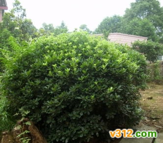 不同品种的海桐价格差异