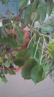 1. 苹果树斑点落叶病