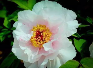 山樱草花开，慈悲世界能否因一朵花而变得更加美好
