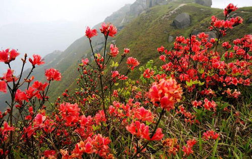 杜鹃花有哪些独特特点？它又代表着怎样的象征意义呢