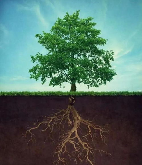 第二种妙法：疏枝