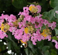 紫薇树品种多，价格各异，你了解多少？