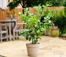 小型盆栽植物， 家居装饰的绝佳选择