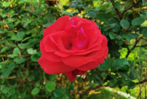 月季花：美丽背后的秘密