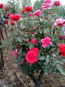 树状月季的新宠地位