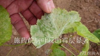 巴斯夫健达，这个农药名字听起来就让人感觉高大上，那么它究竟Neng不Neng治疗炭疽病呢？