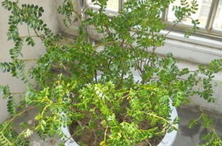 如何有效救治清香木叶子发黄