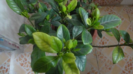 栀子花蔫了咋整？三招急救，枯叶也嫩重生！