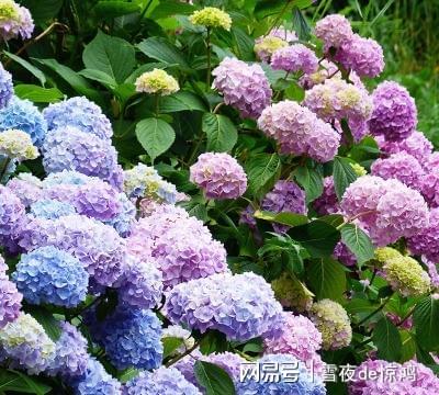 绣球叶子发红，是啥子原因哦？