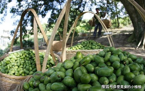 哎呀呀， 香榧这玩意儿