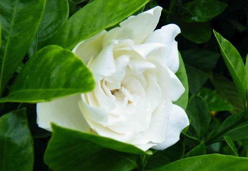 栀子花的魅力与养殖