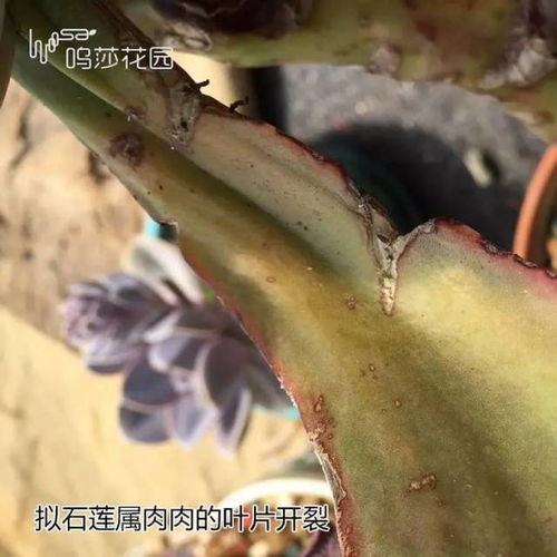 多肉叶片裂开，是不是生病了？