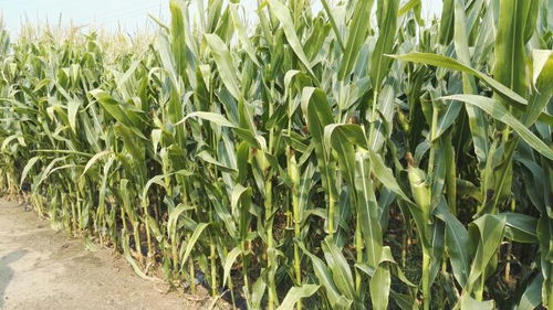 叶子发黄的原因：肥料多了、 少了、病了、虫了