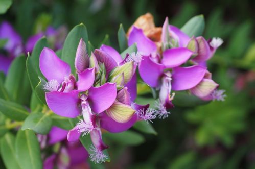 北方4月份种什么花？