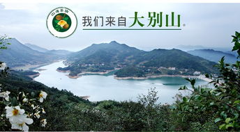 河南大别山茶油收购热线：揭秘山间珍稀，价格一览无余！
