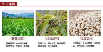 薏米仁产量之谜：高产秘诀大揭秘！
