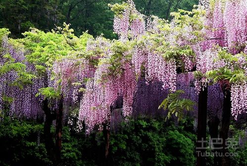 广州紫藤， 花开早春