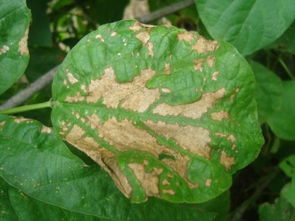 如何去除美人蕉上的虫害